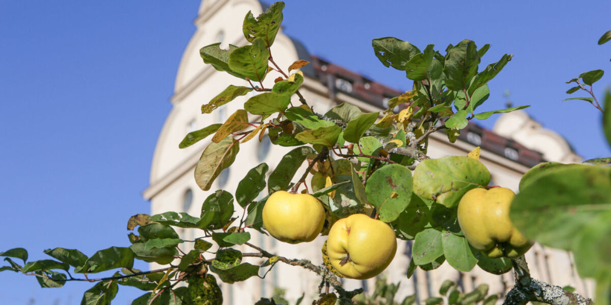 Reife Quittenfrüchte im Klostergarten Beuron